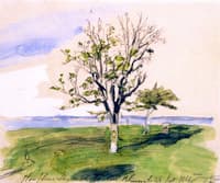 Tree at the Seine Estuary