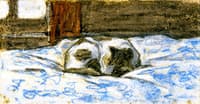 Cat Sleeping on a Bed