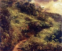 Fern Walk