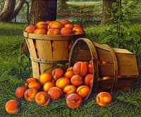 Baskets of Peaches