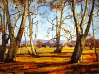 Sycamores