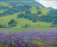 Lupine Patch