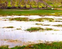 San Francisco Marshes