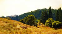 Golden Hills