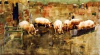 Pigs