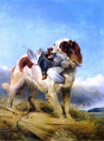An English Setter Retrieving Partridge
