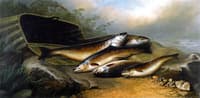 River Trout