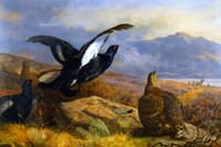 Black Grouse in a Highland Landscape with Red Deer in the Background
