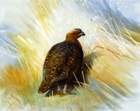 Grouse