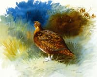Grouse