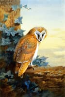 A Barn Owl