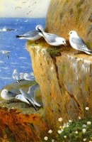 Seagulls