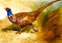 Cock Pheasant
