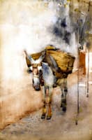 The Arab Donkey