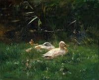 Ducks