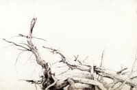 Study of Fallen Tree Trunks, Bolton, Lake George, New York