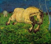 Cavallo al galoppo