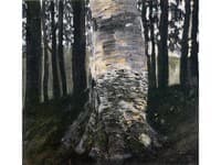 Birch in a Forest