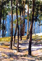 The Pines of Galicia