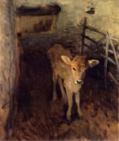 A Jersey Calf