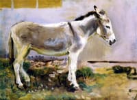 A Donkey