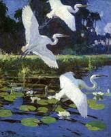 Herons and Lilies