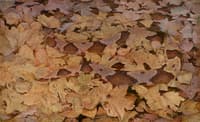 Copperhead Snake on Dead Leaves