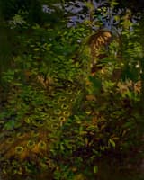 Peacock in the Woods
