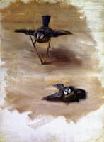 Studies of a Dead Bird