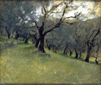 Olive Trees