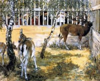 Deer at the Zoo