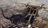 Rat in the Gutter