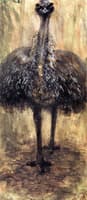 Cassowary
