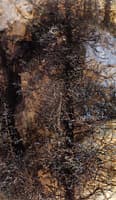 Owl in a Thicket