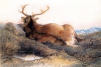 A Stag at Tarbet