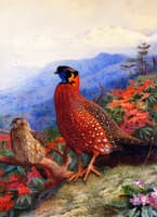 A Pair of Satyr Tragopans