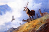 Red Deer Watching a Golden Eagle Hunt Ptarmigan