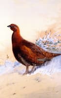 A Red Grouse in the Snow