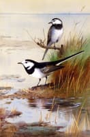 A Pair of Pied Wagtails