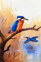 A Pair of Kingfishers