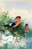 A Pair of Bullfinches
