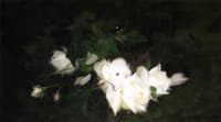 White Roses
