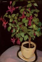 Pot of Fuchsias