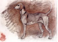 Hound at Attention