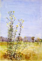 Daisies in a Meadow