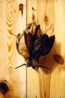 Hanging Woodcock