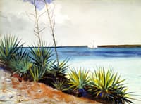 Spanish Bayonets
