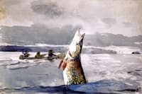 Pike, Lake St. John