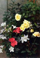 Roses and Azaleas