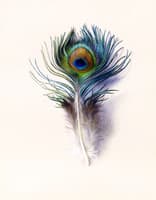 Peacock Feather